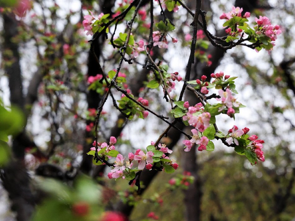 顺丰控股回购183万股 金额6759万元