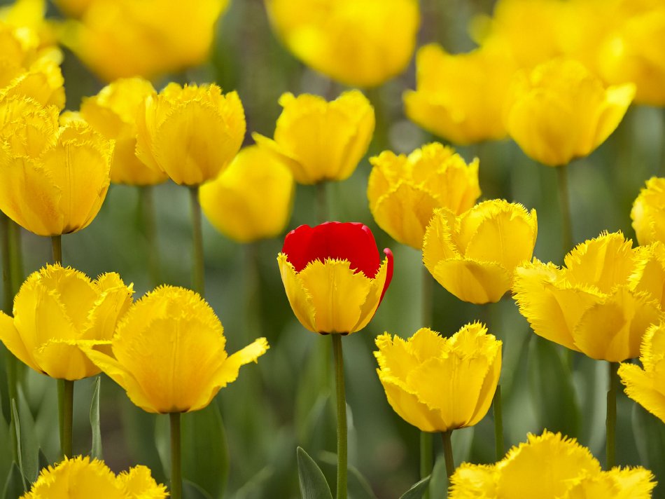 华创证券张瑜：：油价上涨，，，对中美通胀影响多大？？？示意图