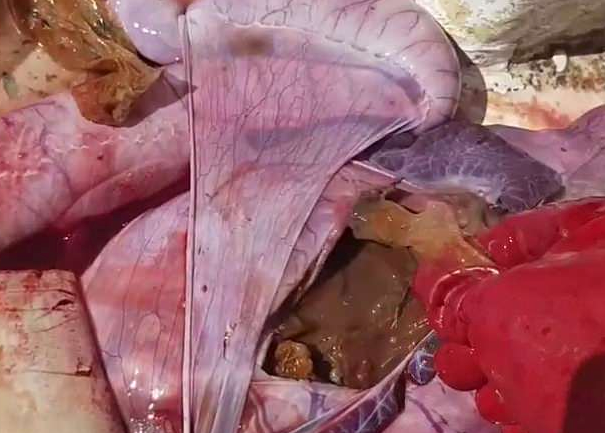 虎鲨胃里掏出4个塑料袋        近日,澳大利亚一位渔民发现一条奄奄一