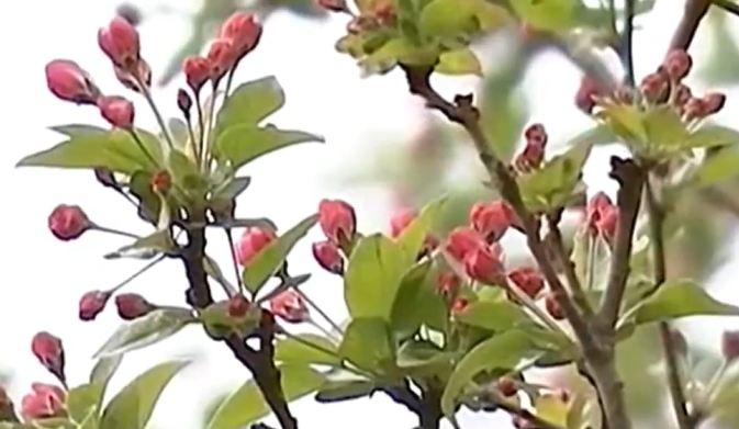 近镜头｜为山川大地增添锦绣