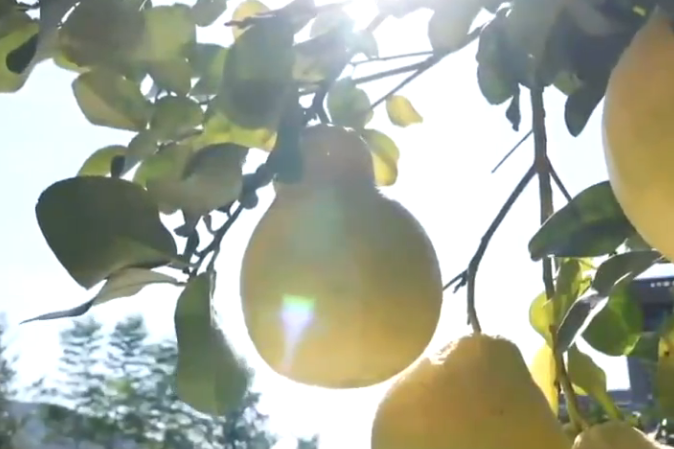 和总书记面对面｜金柚子映照好日子