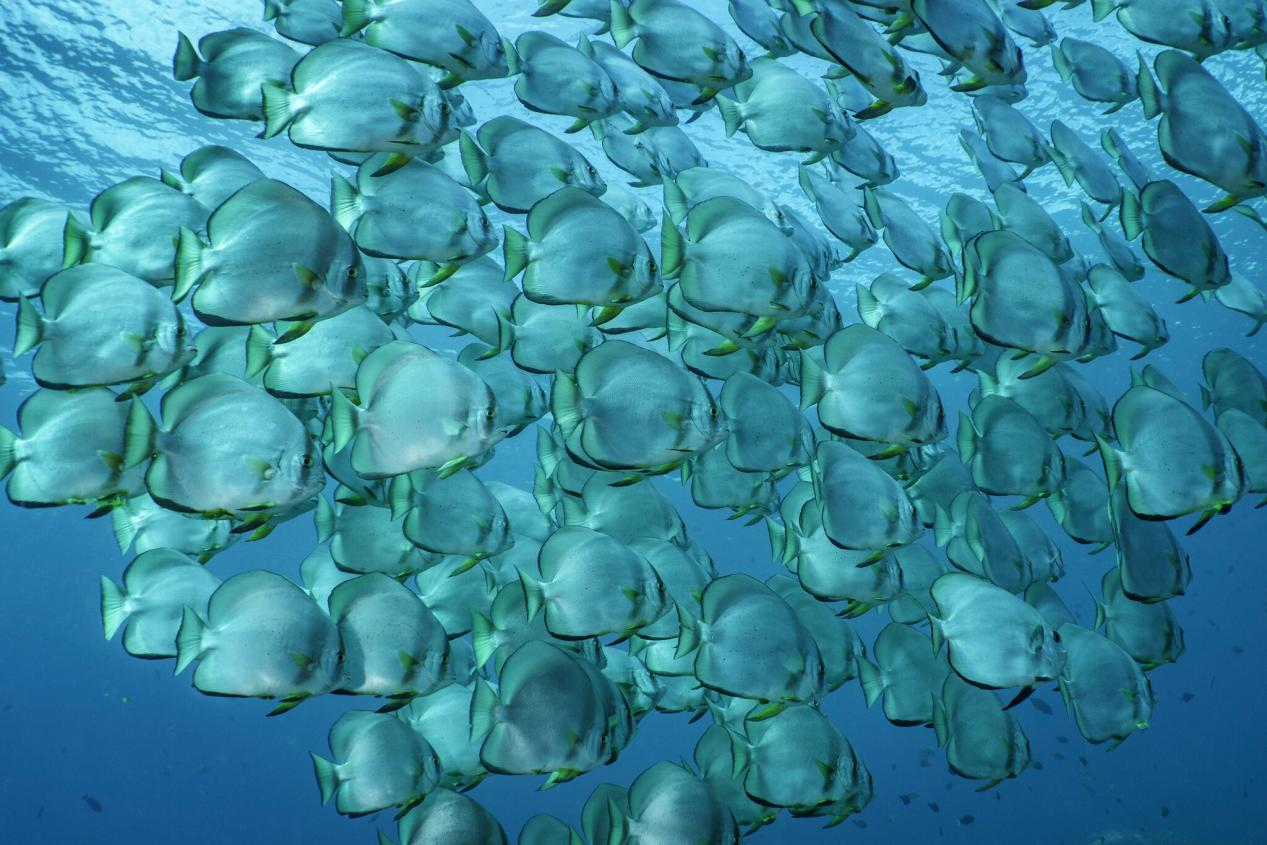  一群蝙蝠魚在拉賈安帕群島水面下遊弋。©Cristina Mittermeier