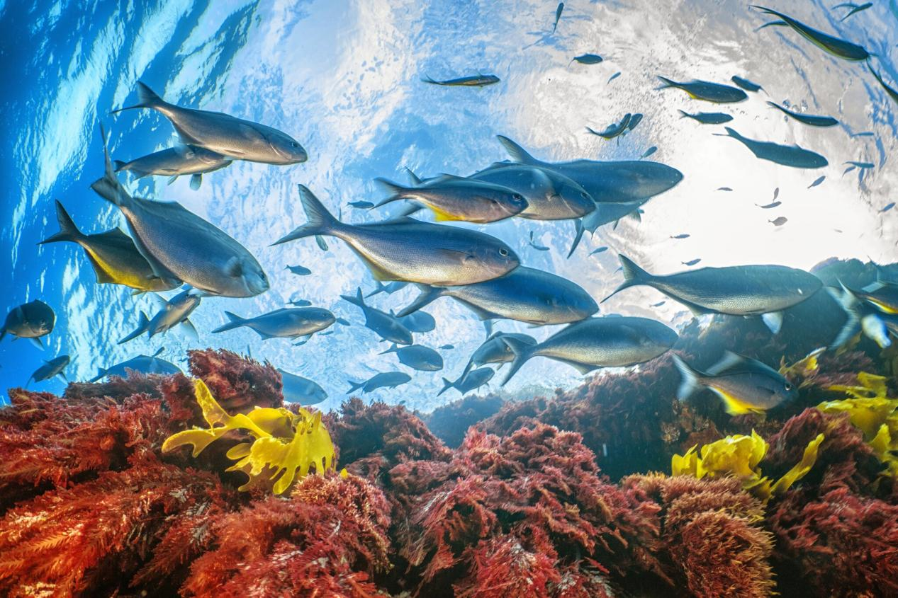 一群鯵魚在新西蘭海岸附近由海藻構成的生機勃勃的水下森林中穿梭。通過在攝影作品中展現海洋的美麗與脆弱，基斯蒂娜・米特美亞鼓勵人們採取行動，保護那些無數人賴以生存的海洋。© Cristina Mittermeier