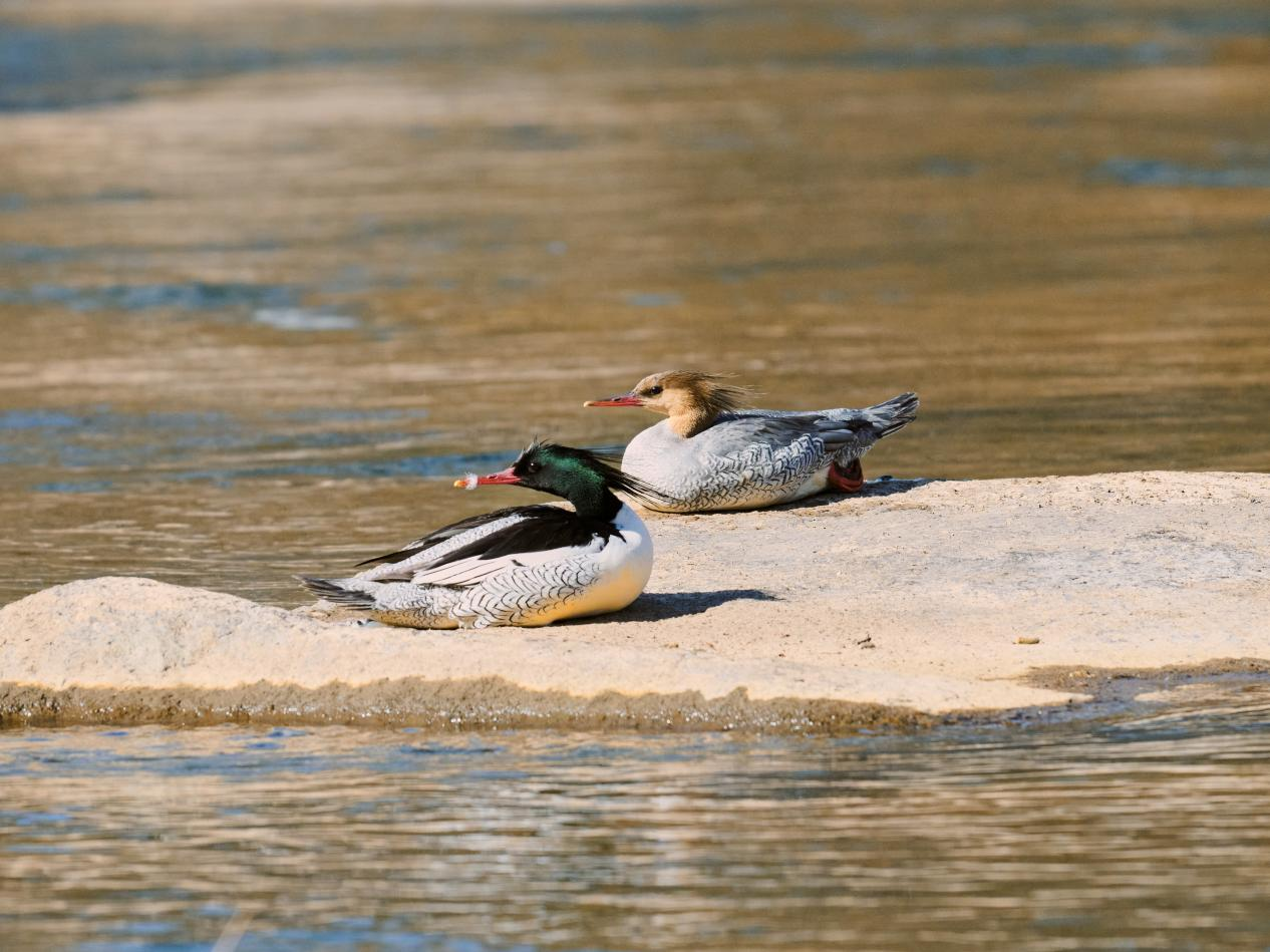 專家推斷如今中華秋沙鴨全球僅剩不到5000只，也因其瀕危狀態被稱為「水中大熊貓」。勞力士「保護地球·恒動不息」計劃正在支持北京林業大學保護這一珍稀物種，並通過這一行動保護人類賴以生存的生態系統。 © Rolex/Chengyi Li