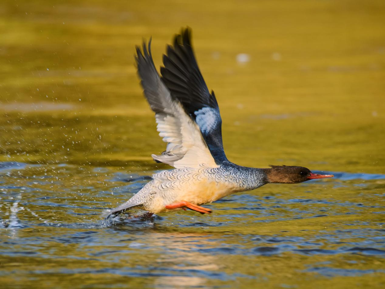 中華秋沙鴨與地球三大生態系統密切相關——繁殖季節它依賴於森林生態系統，越冬季節，它指示著濕地生態系統狀況；換羽期間，它可能會利用海洋生態系統。© Rolex/Chengyi Li