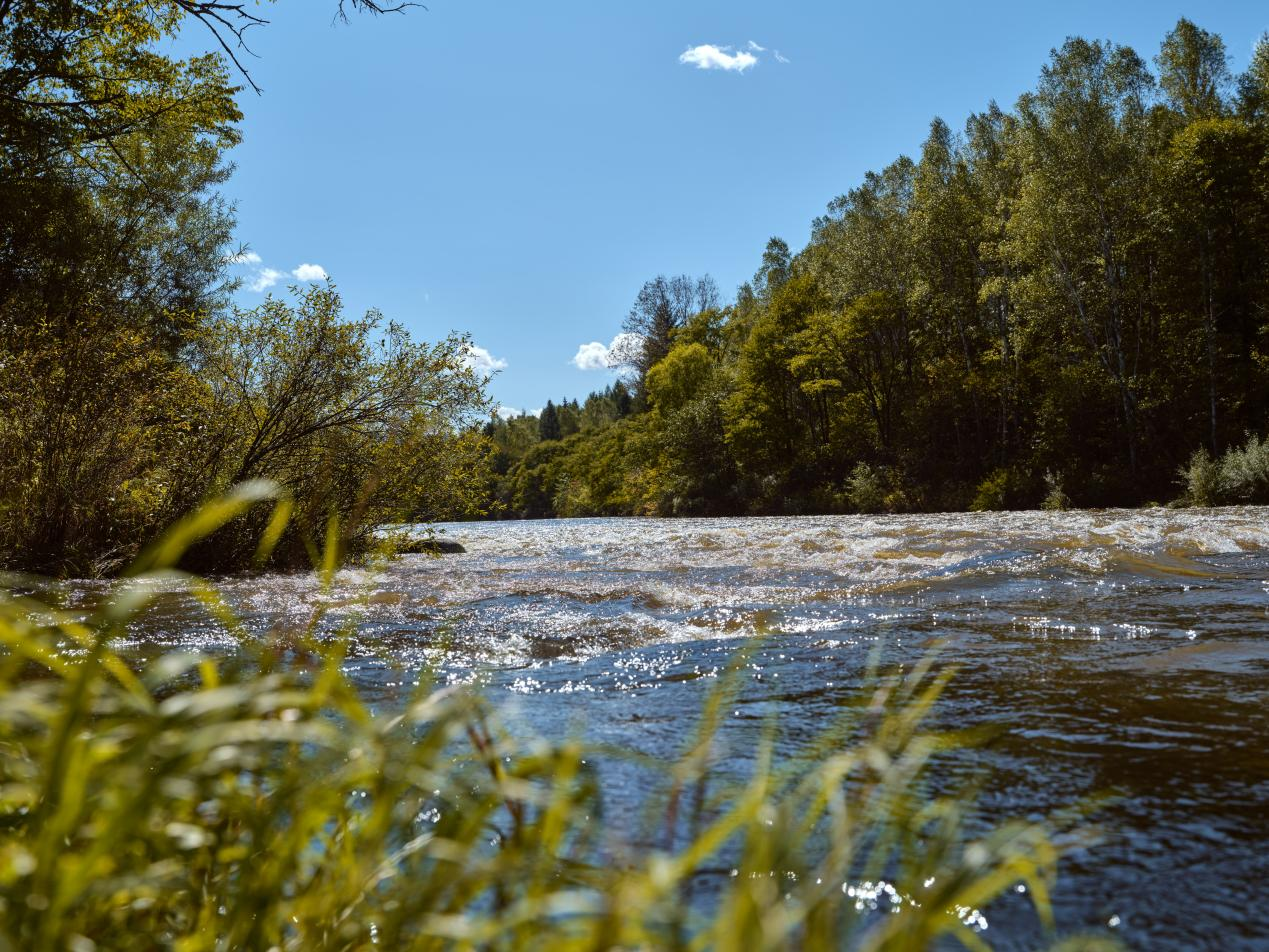 黑龍江碧水中華秋沙鴨國家級自然保護區位於中國東北小興安嶺。中華秋沙鴨能夠反映河流及湖泊的整體環境質量，有「生態試紙」之稱。© Rolex/Zhezhou Fu
