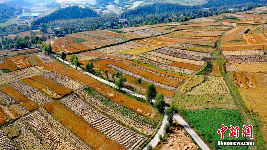 秋日田地色彩斑斓