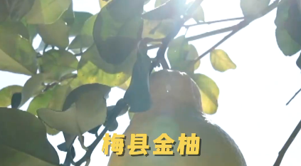 独家视频丨总书记关心的“土特产” 捧起乡村振兴的“金饭碗”