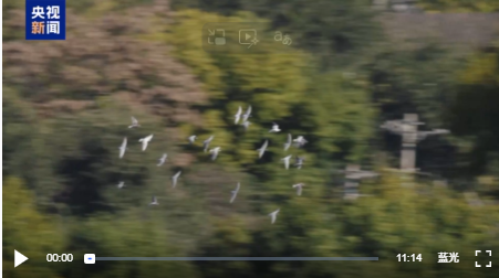 重磅微视频丨总书记的足迹2025