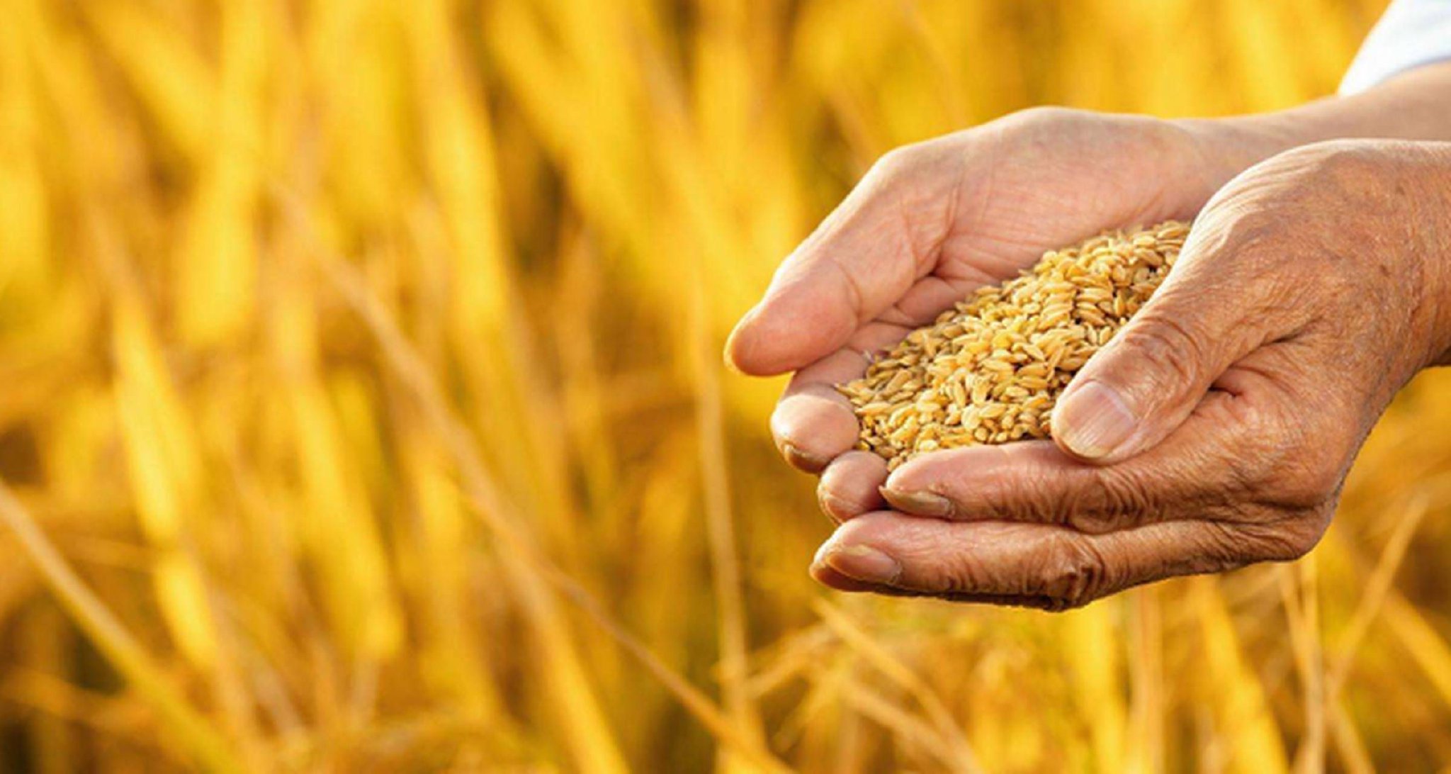 习语｜“中国的饭碗一定要端在自己的手里”