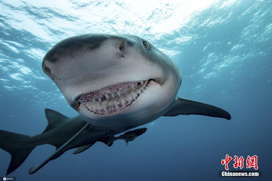 鲨鱼露齿微笑画面