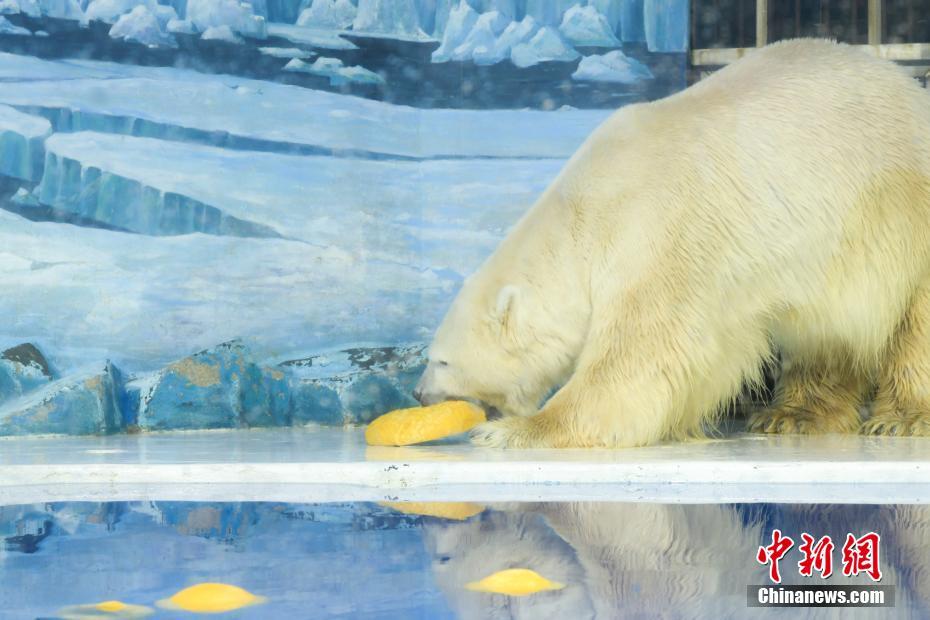 北极熊吃“元宵”