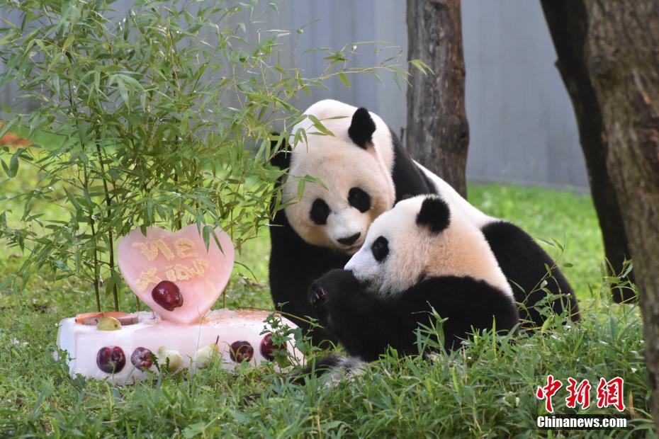 大熊猫周岁生日