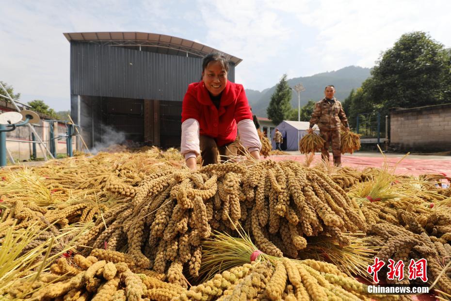 小米获丰收