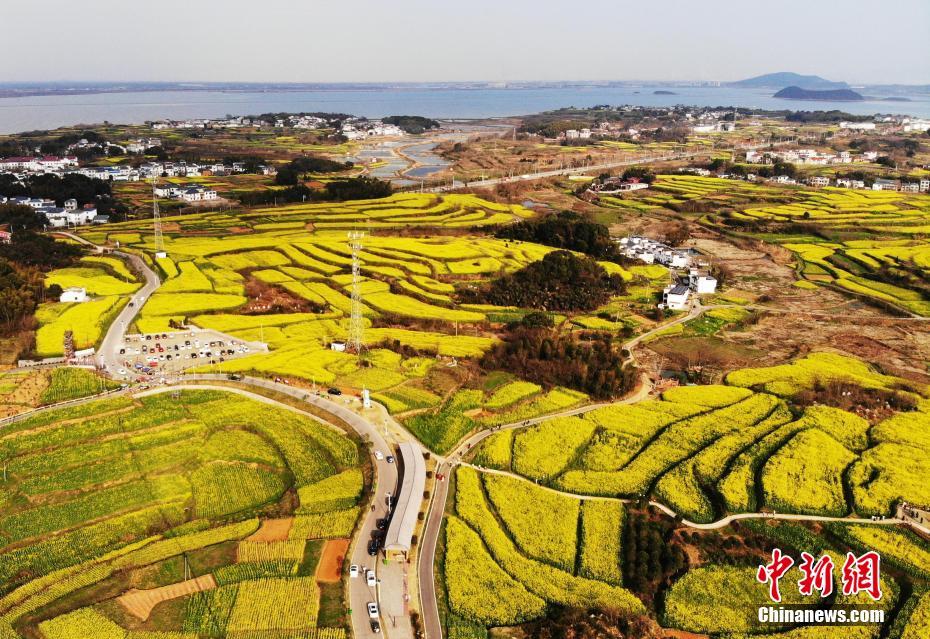 万亩油菜花盛开