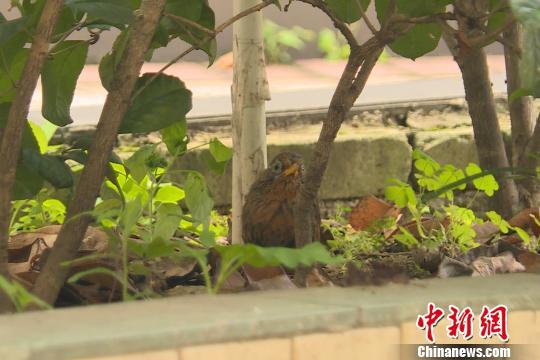 畫眉鳥是中國特產鳥類和重要的農林益鳥 譚偉林 攝