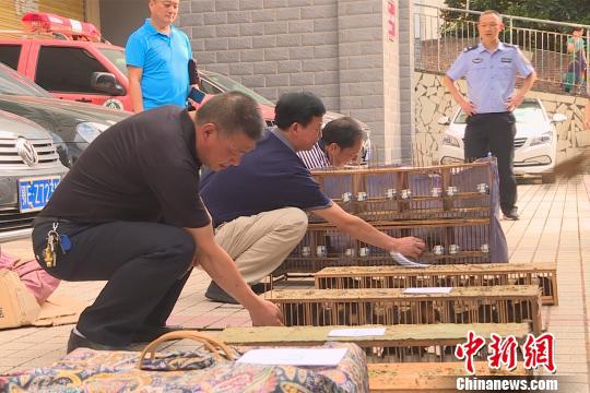 森林公安將查獲的85只畫眉鳥放歸自然 譚偉林 攝