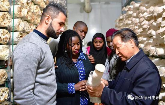 11月2日，林占熺（右一）在向非洲研究生介绍利用巨菌草栽培菌菇技术。记者魏培全 摄