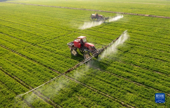 2022年3月9日，在江苏省海安市大公镇贲集村，村民驾驶植保机械在小麦田间进行喷洒药物作业（无人机照片）。 新华社发（翟慧勇 摄）