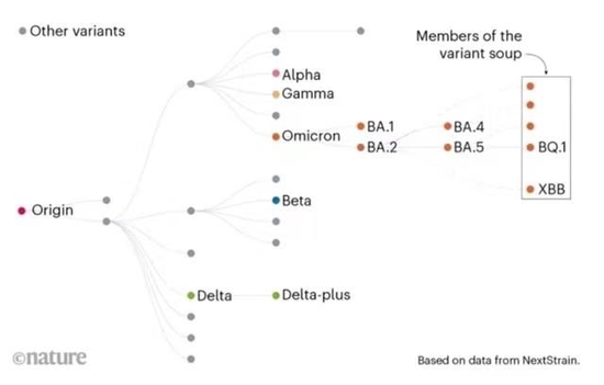 新冠病毒进化进入“变异汤”新阶段。