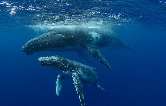 这段视频是由马修•施韦泽拍摄的，显示至少有8头鲸鱼一起迁徙