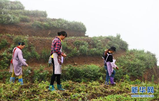 农民在贵州普安县地瓜镇屯上村的“扶贫茶园”里给茶苗施肥（2019年7月7日摄）。新华社记者 杨文斌 摄