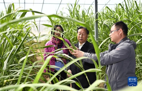 林占熺（中）在宁夏银川市永宁县闽宁镇农户刘昌富的大棚里查看菌草生长情况（2021年3月29日摄）。新华社记者 王鹏 摄
