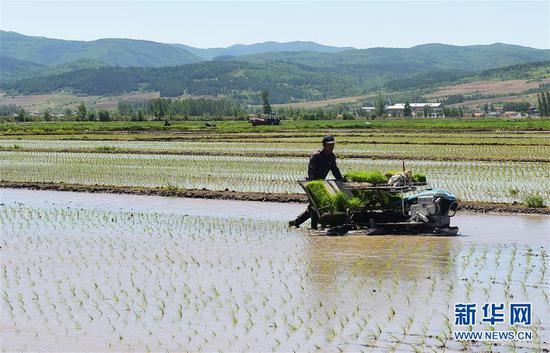 吉林省和龙市光东村水稻种植户在进行机械插秧（2016年5月27日摄）。新华社记者 林宏 摄