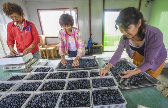  ↑黑龙江省伊春市友好区万亩蓝莓基地采摘园的工人在分拣蓝莓（2019年8月8日摄）。