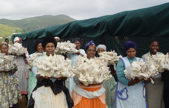 　　图为2006年4月，南非一家菌草合作社的群众展示收获的菌草平菇。新华社发（国家菌草工程技术研究中心供图）