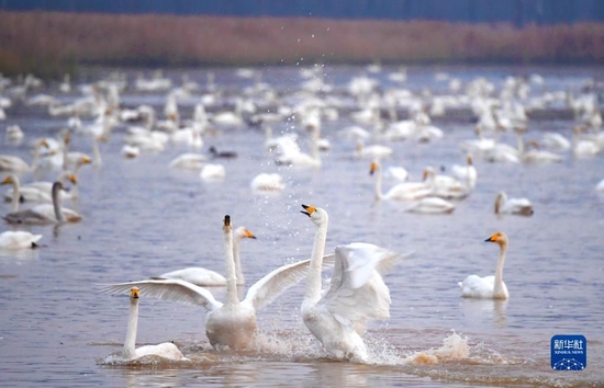 天鹅在河南省三门峡黄河湿地嬉戏（2022年11月22日摄）。新华社记者 郝源 摄