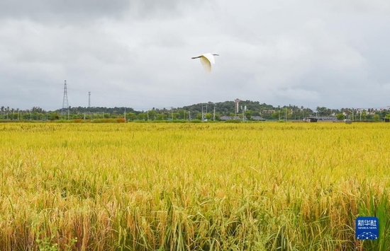 2022年9月23日拍摄的国家南繁科研育种核心区安马洋基地的稻田。新华社记者 蒲晓旭 摄
