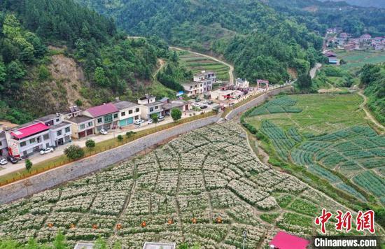 资料图：航拍下的江西万载白水乡槽岭村“扶贫百合”基地。　辛建安 摄