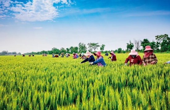 山西永济市虞乡农场小麦繁育基地，数百名农民拔除混杂小麦田内的杂草、杂穗和劣株确保种子纯度。图/视觉中国