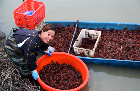 图为潜江市的龙虾养殖户收获小龙虾。图源：作者