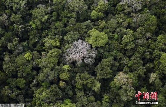  图为鸟瞰亚马孙雨林。