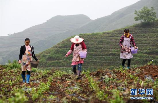 农民在贵州普安县地瓜镇屯上村的“扶贫茶园”里给茶苗施肥（2019年7月7日摄）。新华社记者 杨文斌 摄