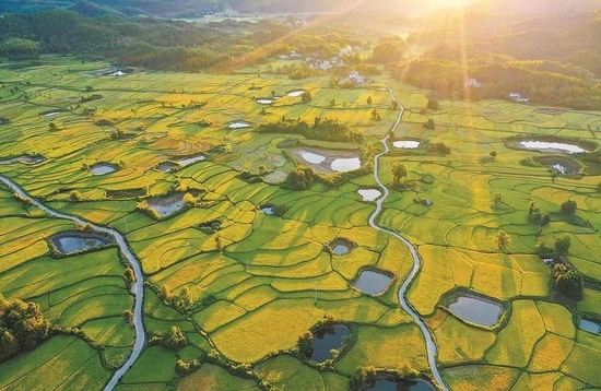  2022年8月22日，安徽旌德县兴隆镇三山村万亩梯田里水稻长势喜人，丰收在望。