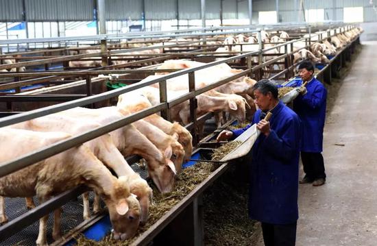 合肥，工人正在按标准化养殖法给羊喂草，图片来源@VCG