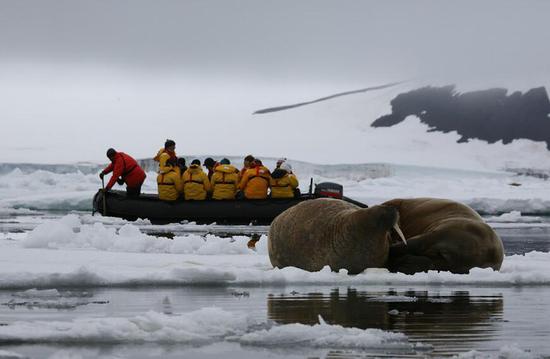 在北极航行的船只与海象