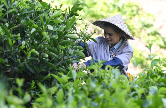 海南省五指山市水满乡毛纳村茶农在茶园采茶（2022年4月10日摄）。新华社记者 杨冠宇 摄
