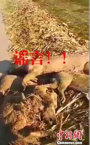 現(xiàn)場拋棄的7具死豬,經(jīng)檢驗,排除非洲豬瘟疫情。隆堯縣宣傳部供圖