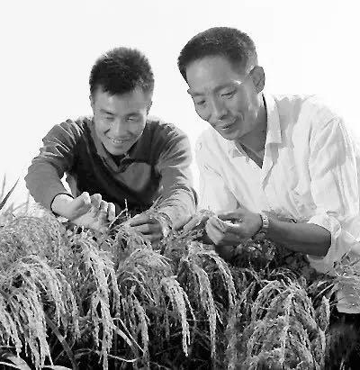 在沙漠中种植海水稻袁隆平团队又出手了图