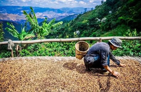  （图：云南保山的农户在晾晒咖啡豆。）