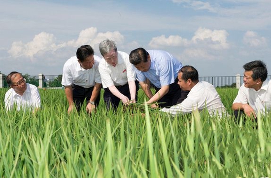 （2013年7月22日下午，习近平总书记来到鄂州市鄂城区杜山镇东港村水稻育种基地考察。）