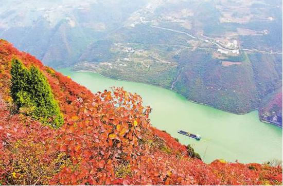 长江三峡巫峡北岸的文峰红叶景区。来源：重庆日报