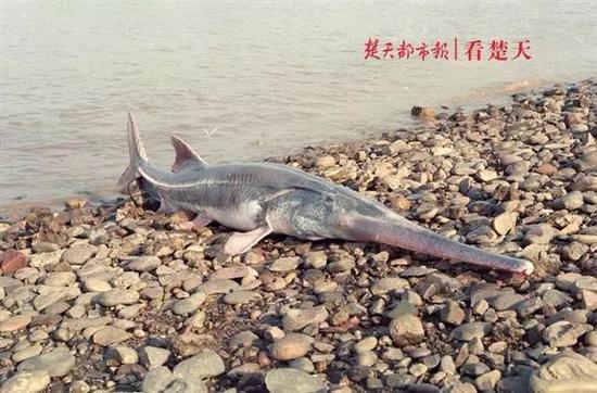 危起偉曾經(jīng)拍攝到的長江白鱘 圖片來源:楚天都市報