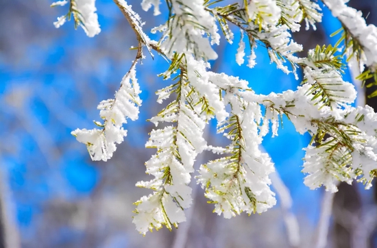 持续时间长、累计雪量大！哈尔滨将迎暴风雪天气