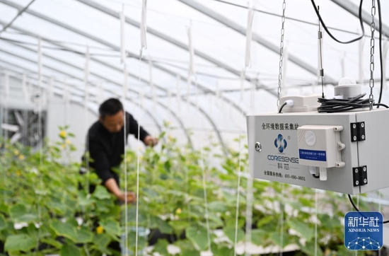 10月16日，在位于天津滨海—中关村科技园的一家农业科技有限公司，工作人员在查看实验室内农作物的生长情况。新华社记者 赵子硕 摄