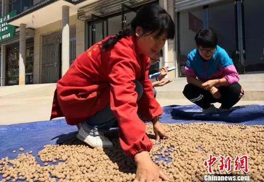 原料图。刘玉桃 摄